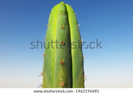 Wild San Pedro cactus, Huelva, Spain.