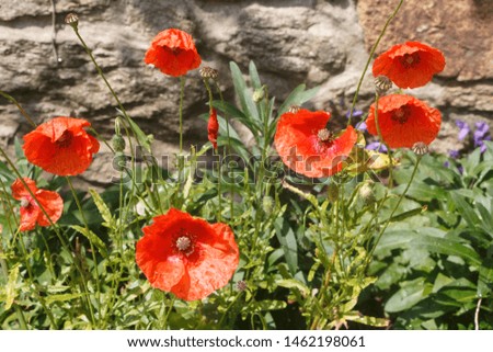 Red poppies in a garden during summer