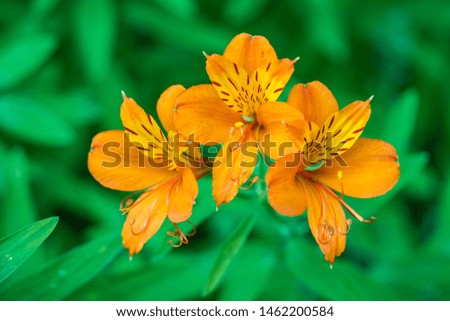three beautiful orange lily flowers blooming in the garden under the shade with blurry green leaves background