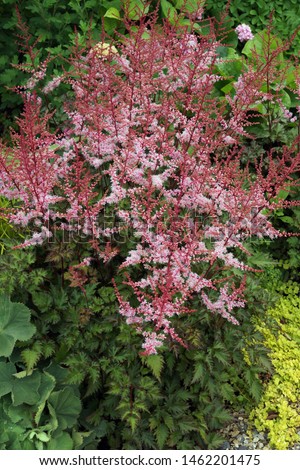 Vertical image of a clump of 'Delft Lace' astilbe (Astilbe 'Delft Lace') in flower in a garden setting