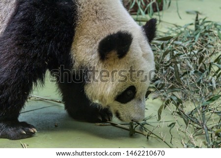 Portrait of giant panda walking around aviary, front view. Cute animals of China. Cute panda bear close up.