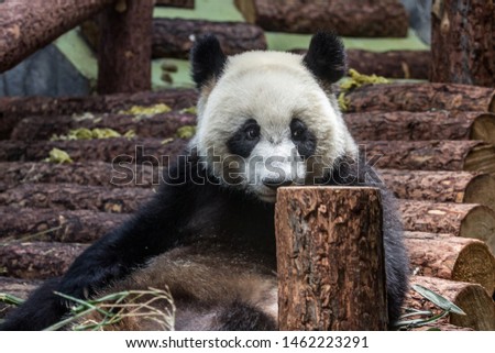 A giant panda sitting on the wooden construction and eating bamboo, front view. Cute animals of China. Cute panda bear close up.