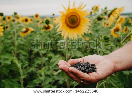 Sunflower seeds in hand close up against the background of blooming sunflowers.