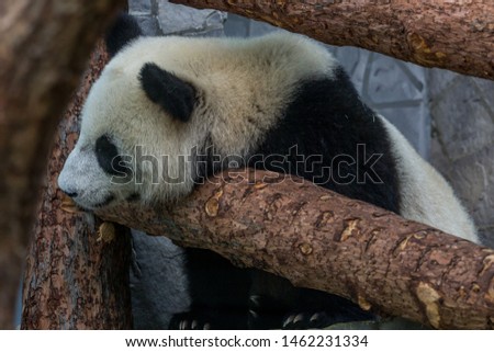 Portrait of giant panda hiding of wooden construction of aviary, front view. Cute animals of China. Cute panda bear close up.