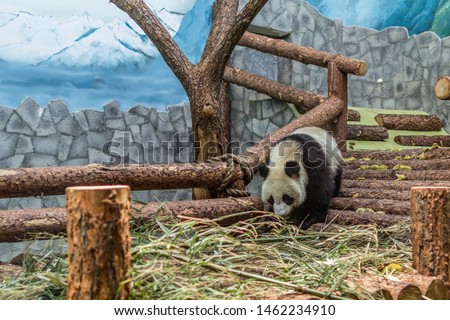 A giant panda lying on wooden construction of aviary and playing it selves. Cute animals of China. Cute active panda bear close up.