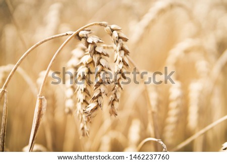 Wheat in the field. Agriculture. Summer landscape. Close-up