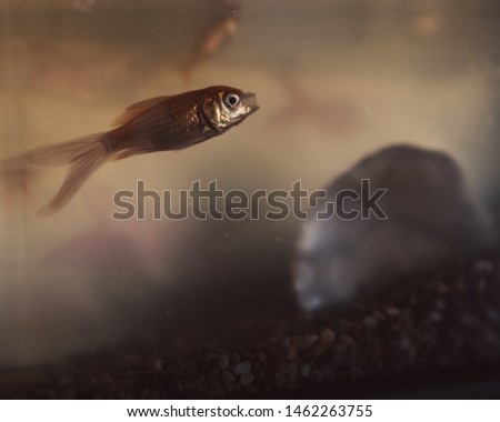 Goldfish swimming in small tank.