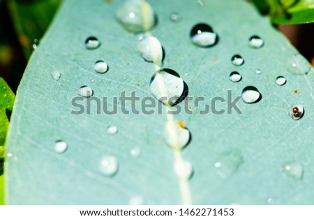 close up tree leaf in autumn