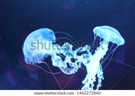  jellyfish sea nettle bioluminescence bio fluorescent under blue lights, Moon Jellyfish variety swims underwater aquarium background 