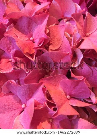 Hydrangea pink flower shrub bush pink full screen in English garden - stock photo photograph image picture 