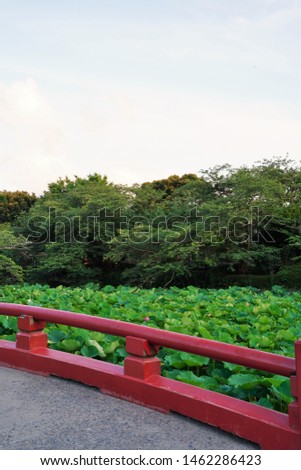 Green Hasu leaves and red brdige handrail at Tsuruoka Hachimangu in Kamakura Japan.