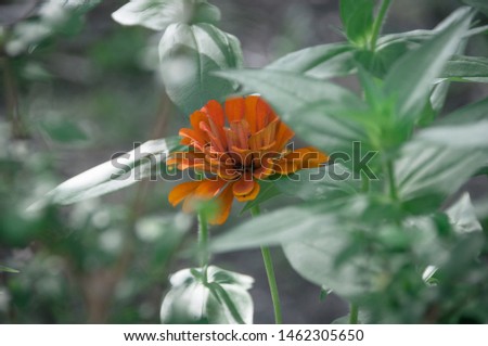 Orange zinnia nestled into a Florida garden. So full of color and life yet subtle and simple. 