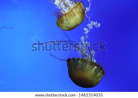 Two Jellyfish floating in the Aquarium