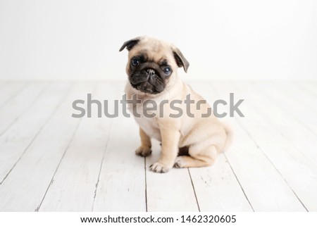 An adorable pug puppy sitting on white wood background Royalty-Free Stock Photo #1462320605