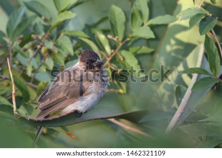 Graubülbül / Black-eyed bulbul - Dark-capped bulbul / Pycnonotus barbatus