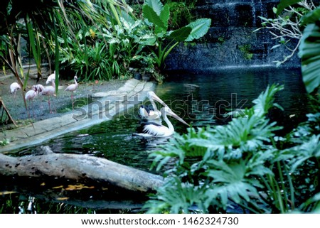 dua burung pelikan berwarna putih sedang berenang di danau kecil. dengan latar belakang pepohonan dan dedaunan hijau.