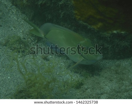 underwater picture of a parrot fish