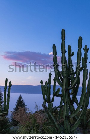 The sun sets and casts a beautiful glow on the cactus above the clouds