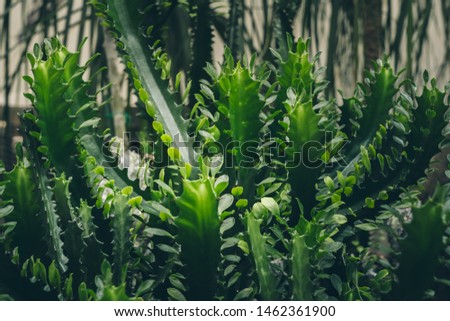 Succulent Plants, Nature Background or Texture