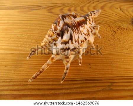                                seashell isolated on wooden background