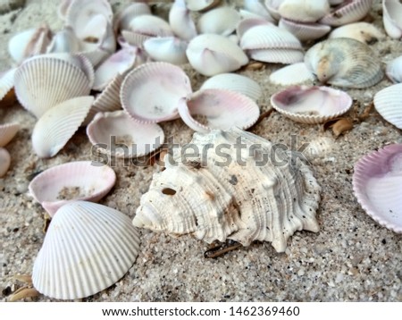 Shells of many types on sand. Summer beach background. 