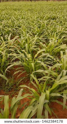 Pearl Millet field in Rajasthan India. The crop is known as Bajra in India .Selective focus photograph of millet plant,Millet is used as food, fodder and for producing alcoholic beverages. 