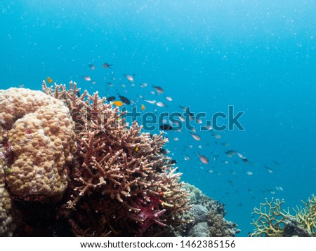marine life on the great barrier reef