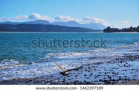 A close up of a bird flying with its wings extended with a background of the sea, waves crashing, and in the distance, clouds surrounding the mountains. 