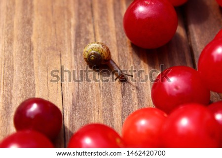 Little snail crawling on a wooden table to a ripe cherry