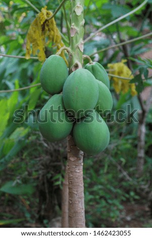  Fresh green papaya on tree with fruits, many are grown in Indonesian rural gardens.