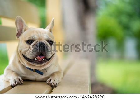 Cute looking french bulldog walking around in nature.