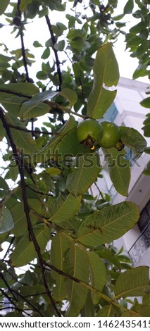 a Indian guava fruit with leaves