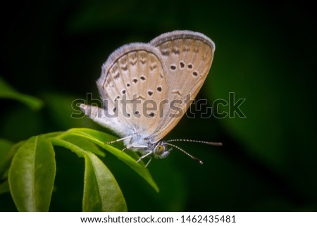 Butterfly on the leaves. macro picture 