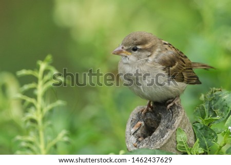 A cute baby House Sparrow, Passer domesticus, perching on a tree stump. It is waiting for its parents to come back and feed it.