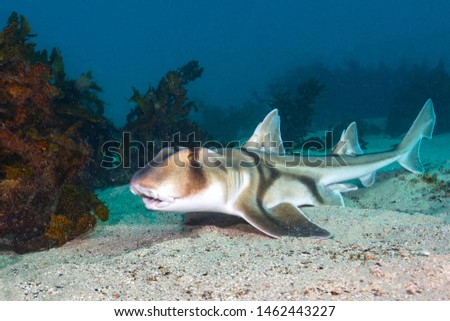 Port Jackson Shark On A Sandy Sea Floor Royalty-Free Stock Photo #1462443227