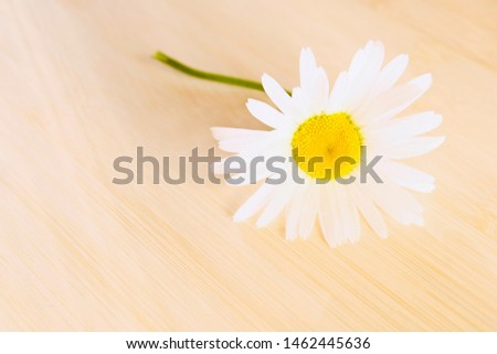 Chamomile large garden in the morning sun. The concept of beauty of the natural landscape. Picture for banners.