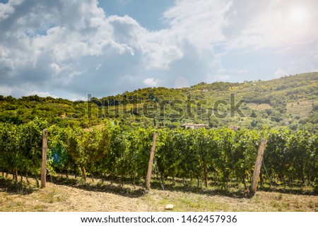 Vineyard and grape bushes in rows. Beautiful sun in the sky.