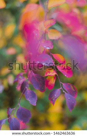 Closeup view of autumn colorful vivid beautiful foliage with water drops of rain on surface of leaves. Beautiful natural fall background. Vertical photography.