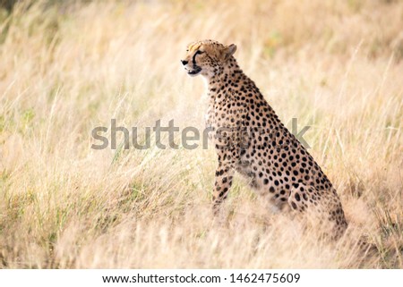 The cheetah sits in the savannah looking for prey