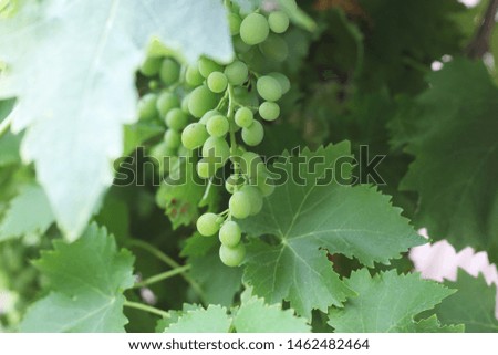 green grapes on the tree