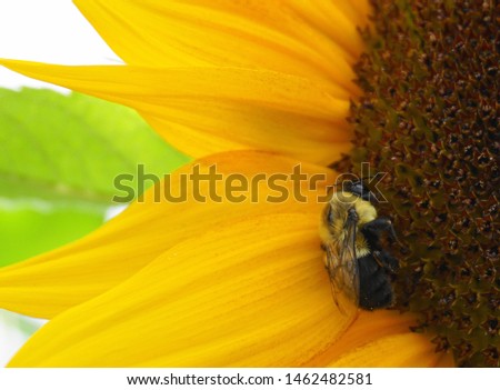 Beautiful bumblebee collecting nectar from bright and show yellow sunflower head close up.