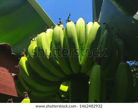 Fresh green bananas are still on the tree