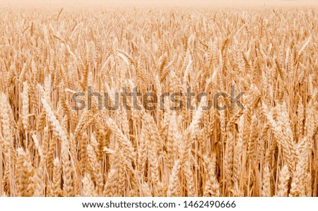 Field of ripe wheat (Triticum). Rich harvest. Agriculture and farming. Close-up.