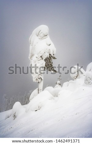 lonely tree cover by snow