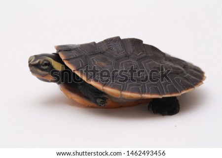 Red-bellied Shortneck Turtle (Emydura subglobosa) isolated on white background