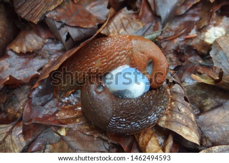 The red slug (Arion rufus), also known as the large red slug, chocolate arion and European red slug. Two slugs during mating. Royalty-Free Stock Photo #1462494593