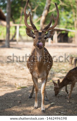 A  male Chital standing and looking at the camera.Picture of a beautiful Fallow Deer (Dama dama) in a colorful forest.Fallow Deer (Dama dama) with  walking through a  forest during Fall season.