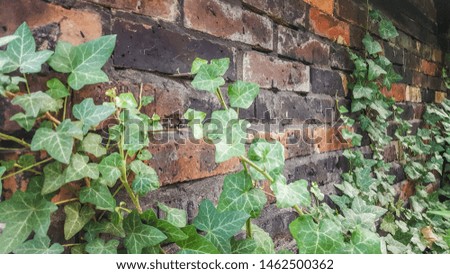wallpaper, background, old rotten brick wall overgrown with ivy
