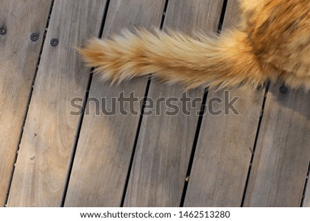red wool cat tail top view on wooden deck floor simple background with empty space for copy or text, wallpaper pattern picture for some animal shelter with empty space for copy or text