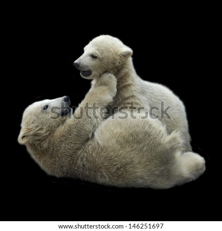 Childhood of polar bear cubs, isolated on black background.